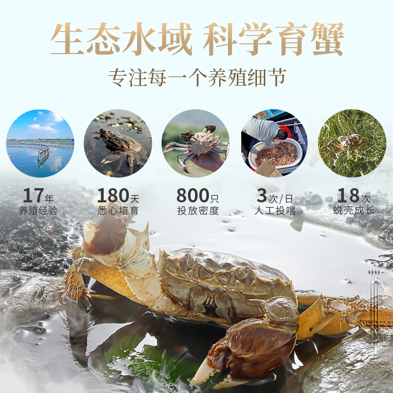 蟹侬阳澄湖大闸蟹1388型公蟹3.0两4只母蟹2.0两4只