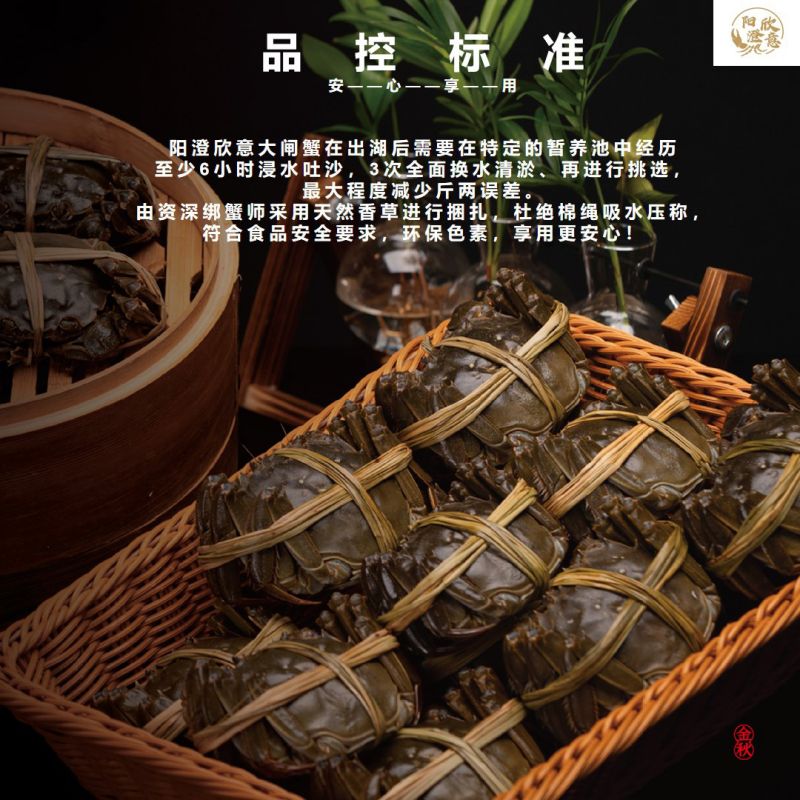 阳澄欣意大闸蟹598型4对