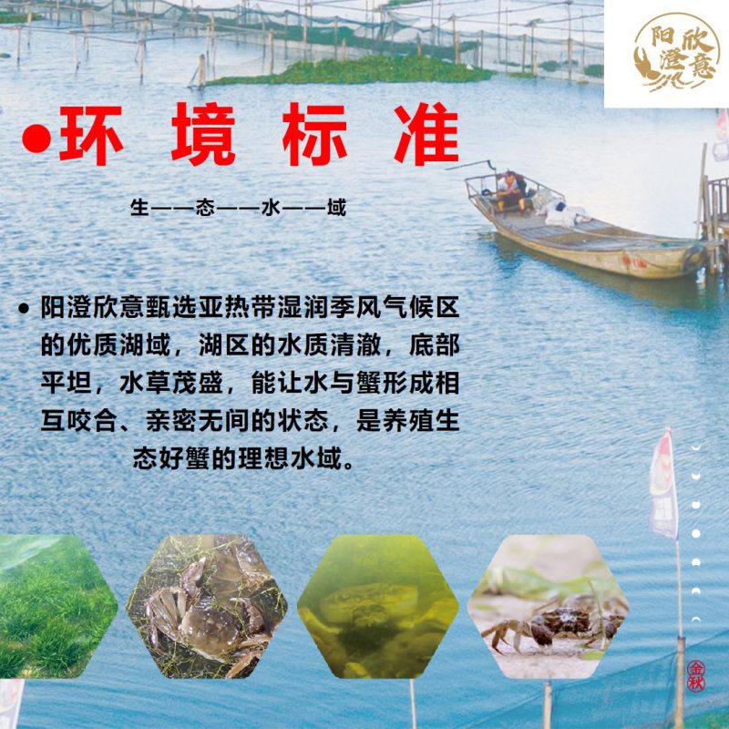 阳澄欣意大闸蟹598型4对