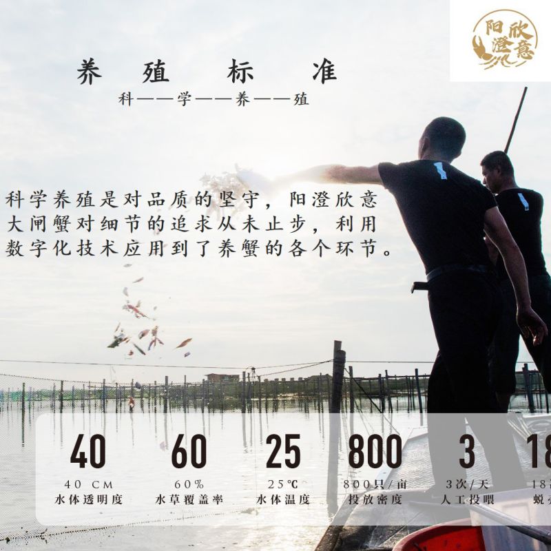 阳澄欣意大闸蟹598型4对