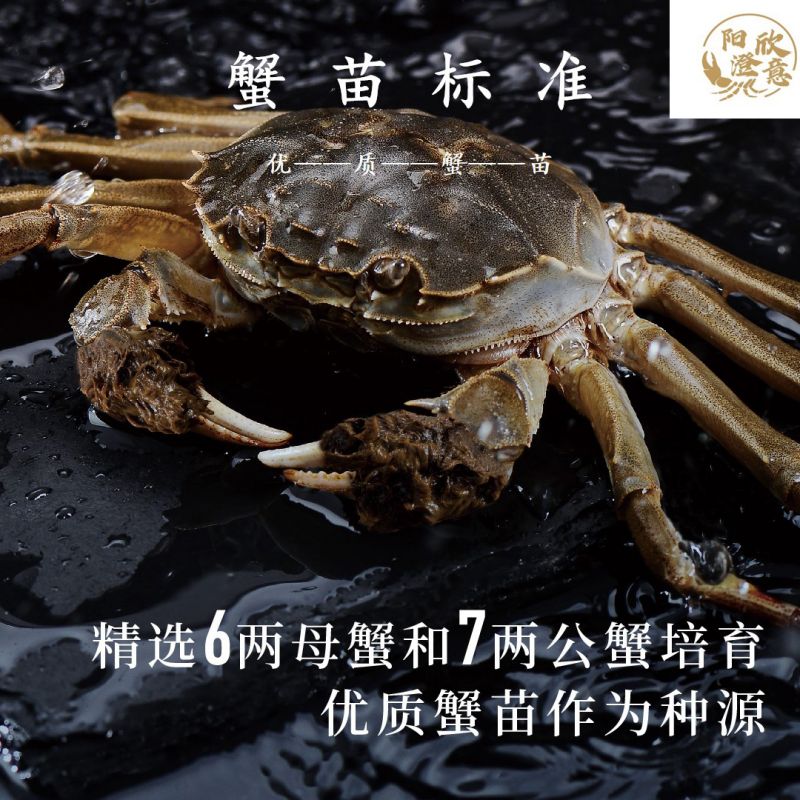 阳澄欣意大闸蟹598型4对