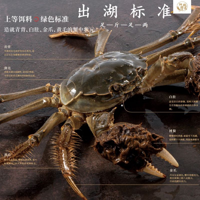 阳澄欣意大闸蟹598型4对